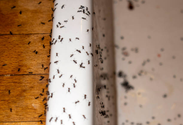Best Termite Control Services  in Mound, MN