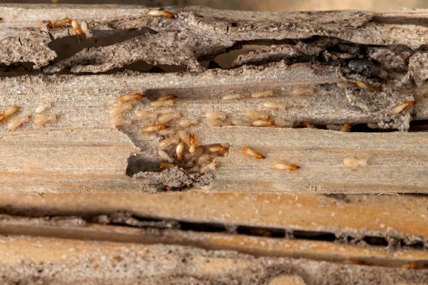 Best Residential Pest Control  in Mound, MN