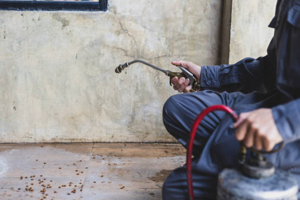 Best Local Pest Control Services  in Mound, MN